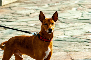 Nice podenco mix with necklace, poses for a photo on a stone surface