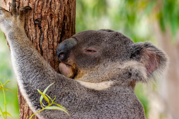 koala with her eyes almost closed grabs a tree to rest, near Cairns, Australia