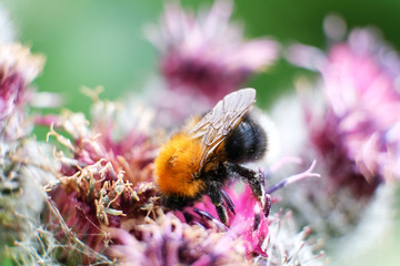 a bumblebee collects nectar on a yellow flower. A hard-working bumblebee works, pollinates flowers