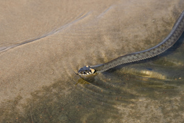 Not a venomous dark green snake (grass-snake), with yellow spots on its head, swims on transparent water. The grass snake (Natrix), sometimes called the ringed snake or water snake