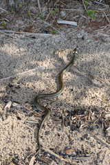 Not a venomous dark green snake (grass-snake), with yellow spots on its head, crawls along the sand. Herbal snake (Natrix), sometimes called ring snake or water snake.
