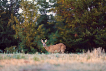 deer in the woods