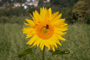 Biene auf einer Sonnenblume