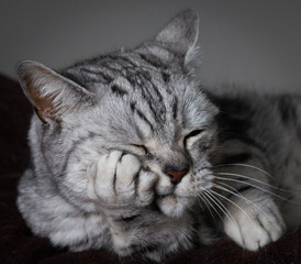 Oh man! Ich hab einen Kater!