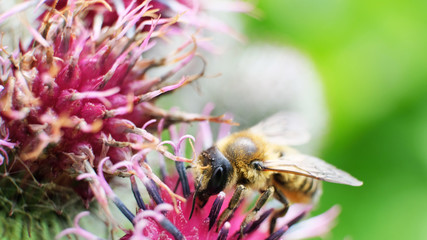 a bumblebee collects nectar on a yellow flower. A hard-working bumblebee works, pollinates flowers