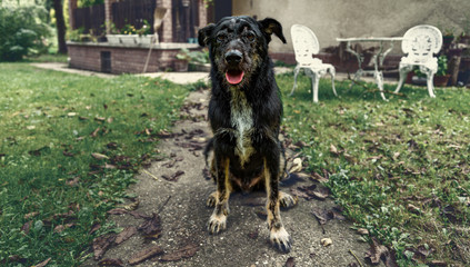 homeless stray dog with skin problem disease on street