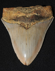 Megalodon meaning big tooth is an extinct species of shark that lived approximately 23 to 3.6...