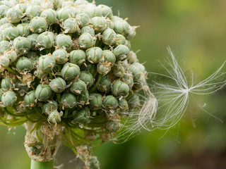 Close-up of green onion seeds in natural environment