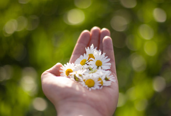 Hands with chamomile flowers, green blurry background.