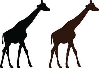 giraffe vector illustration