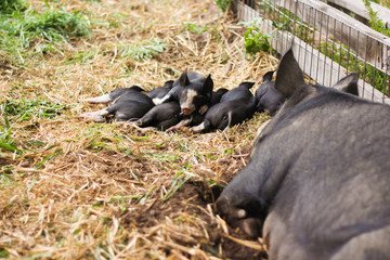 Berkshire sow and piglets sleeping on a farm © Jade