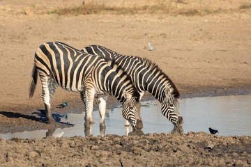 Fototapeta na wymiar Two female zebra at waterhole drinking water in golden afternoon light in Kruger Park