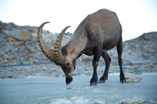 Stambecco delle Alpi con lunghe corna sul Monte Rosa che beve e lecca il ghiaccio