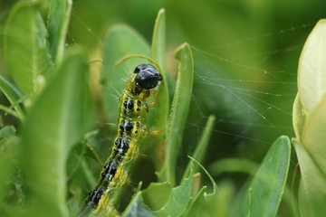 Raupe Schädling am Buchsbaum
Cydalima perspectalis im Buxus