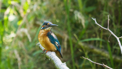 kingfisher on the branch © Harald