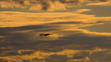 The White stork (Ciconia ciconia)