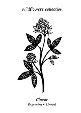 Steppe plant clover. Clover vector. Clover flower vector. Floral illustration. Wild plant illustration. Engraving vector clover flower.