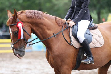 Head shot close up of a pretty horse with a red rosette on its bridle