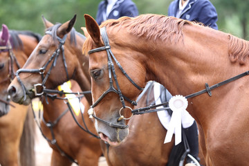 Head shot close up of a pretty horse with a red rosette on its bridle