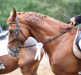 Head shot close up of a pretty horse with a red rosette on its bridle