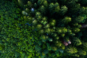 Pine tree tops seen from above. Woods and forest background. 