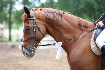 Obraz premium Head shot close up of a pretty horse with a red rosette on its bridle