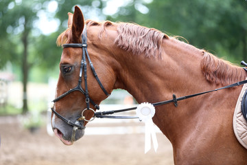 Head shot close up of a pretty horse with a red rosette on its bridle