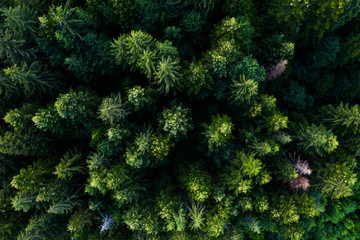 Pine tree tops seen from above. Woods and forest background. 