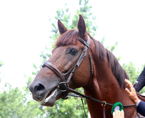 Head shot close up of a pretty horse with a red rosette on its bridle