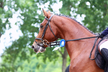 Head shot close up of a pretty horse with a red rosette on its bridle