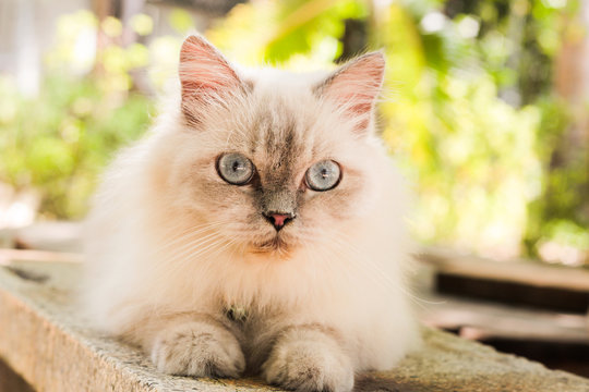 Fluffy white purebred cat rests on a sunny outdoor bench, with clear blue eyes.