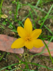 yellow flower in spring