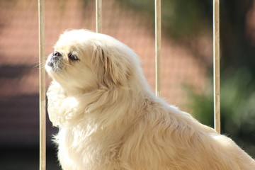 pekingese face