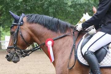 Head shot close up of a pretty horse with a red rosette on its bridle