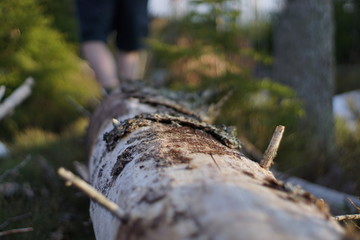 Mensch balanciert auf Baumstamm