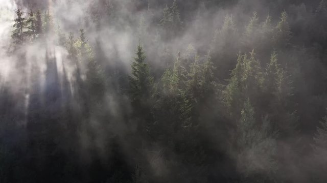 Moving fog through pine tree tops seen from a drone.
