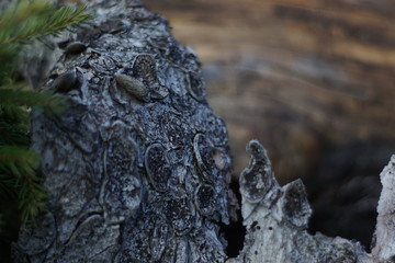 Baumrinde vom Baum gel&ouml;st