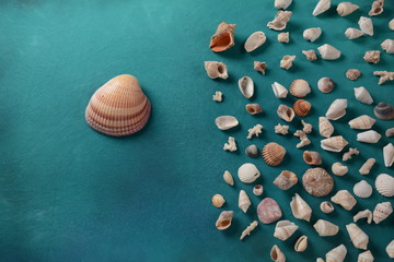 Sea shells on a sea wave color background. Summer vacation concept. Space for the text.
