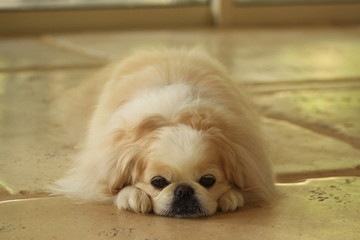 pekingese face sad on the floor and cute