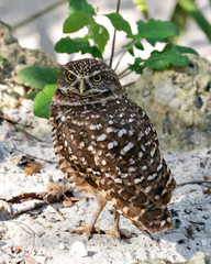 Owl photos. Owl close-up view on sand with rock and foliage background, displaying brown feathers in environment and habitat. Picture. Image. Portrait.