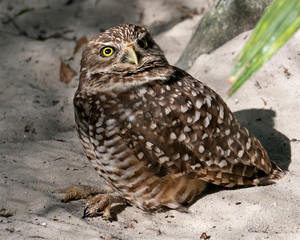 Owl stock photos. Owl close-up view on sand with rock background, displaying brown feathers in environment and surrounding. Picture. Image. Portrait.