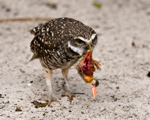 Owl Florida Burrowing Photo. Portrait. Image. Picture.  Eating its prey. Sand background.