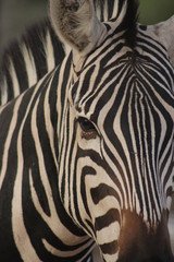 Fototapeta na wymiar zebra outside in the safari, wild nature