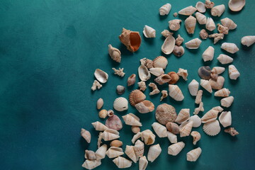 Sea shells on a sea wave color background. Summer vacation concept. Space for the text.
