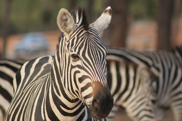 zebra outside in the safari, wild nature