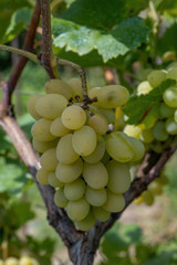 Green grape as food background. The close-up of tasty natural and fresh grapes.