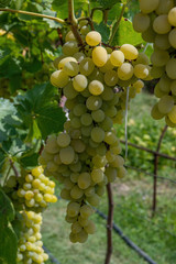 Green grape as food background. The close-up of tasty natural and fresh grapes.