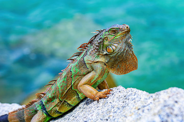Close up of green iguana, Latin name Iguana iguana, in the south Florida. Iguanas are not native to Florida.