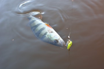 Summer fishing, perch fishing spinning reel on the lake
