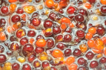 Wild red cherry, berry picking in the forest.